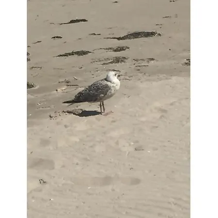 The Seagull House 
